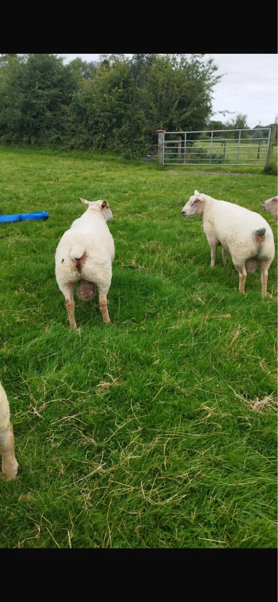 PB Charlaois hogget rams - Image 4