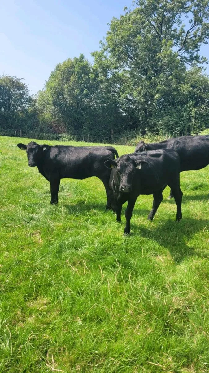 3 Angus 250kg weanling heifers - Image 4