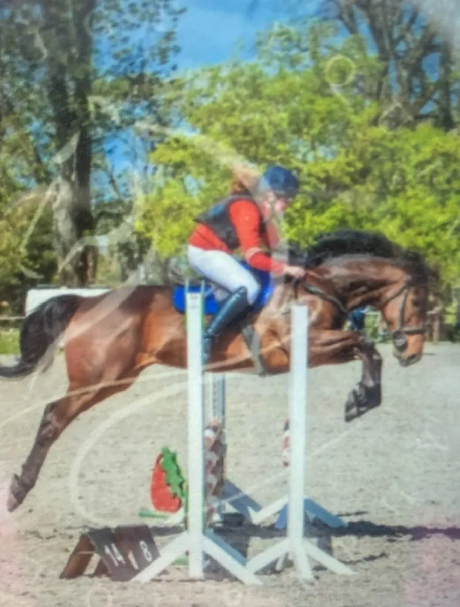 Horse - Image 1