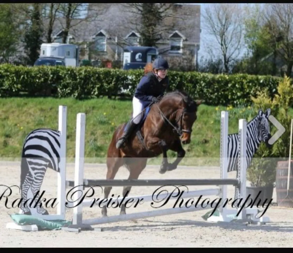 Horse - Image 3