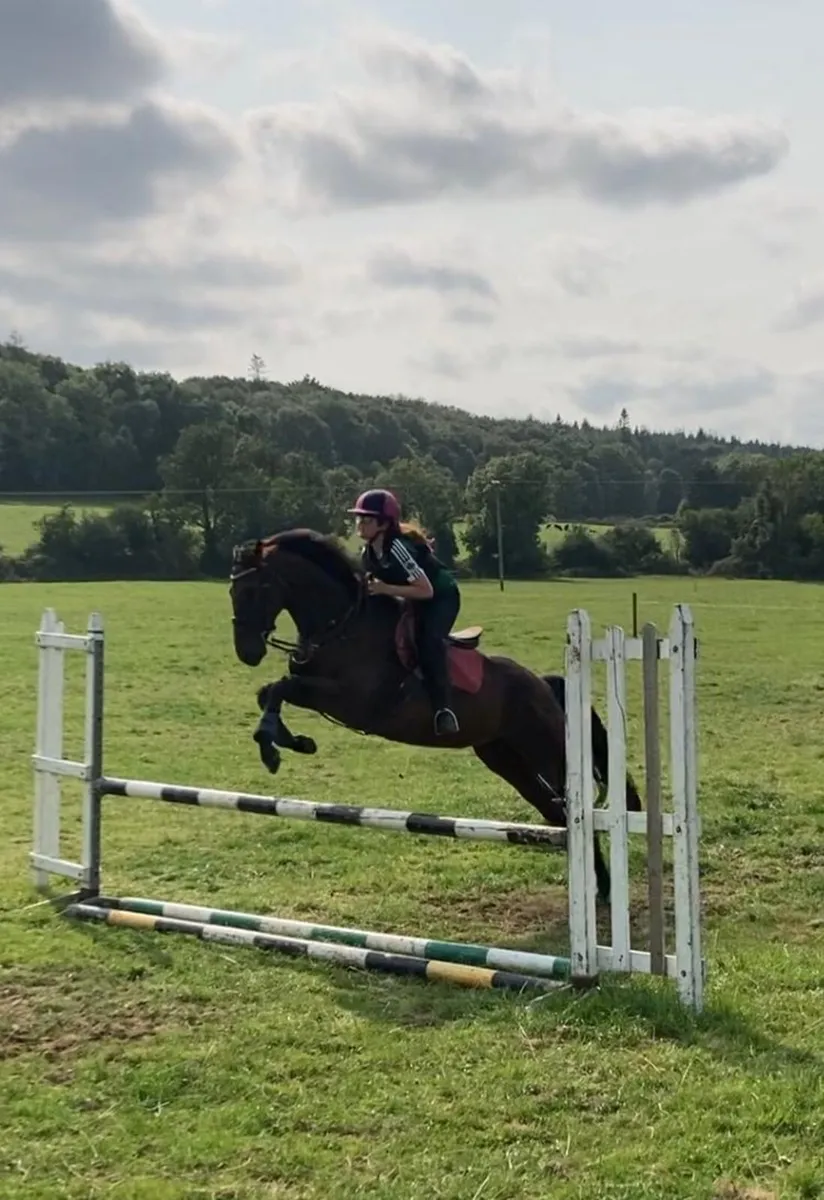 Horse - Image 4