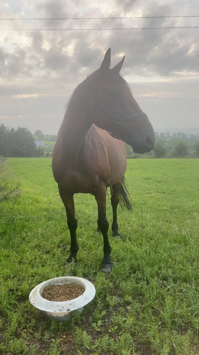 ✨Stunning Infoal mare ✨ - Image 1