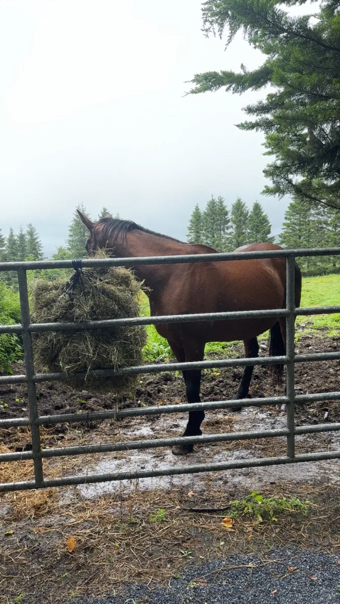 ✨Stunning Infoal mare ✨ - Image 2