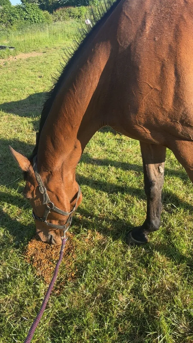 ✨Stunning Infoal mare ✨ - Image 3