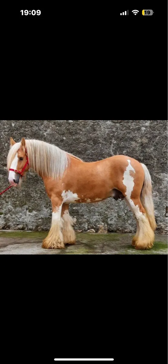 ✨Stunning Infoal mare ✨ - Image 4