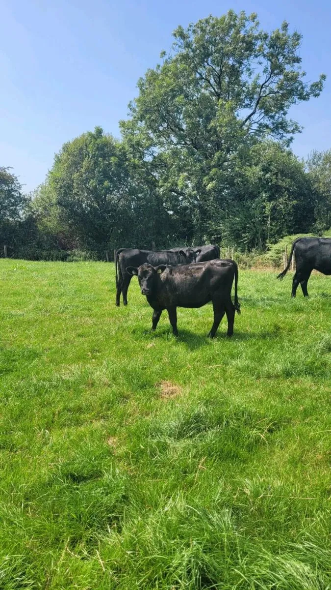 3 Angus 250kg weanling heifers - Image 2