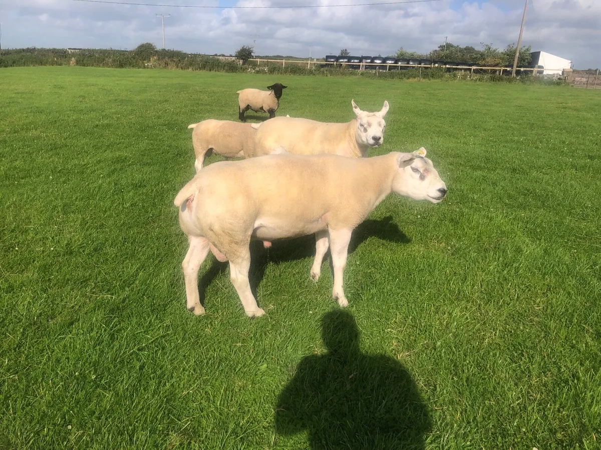 Texel hogget ram 3yo texel ram sis registered - Image 4