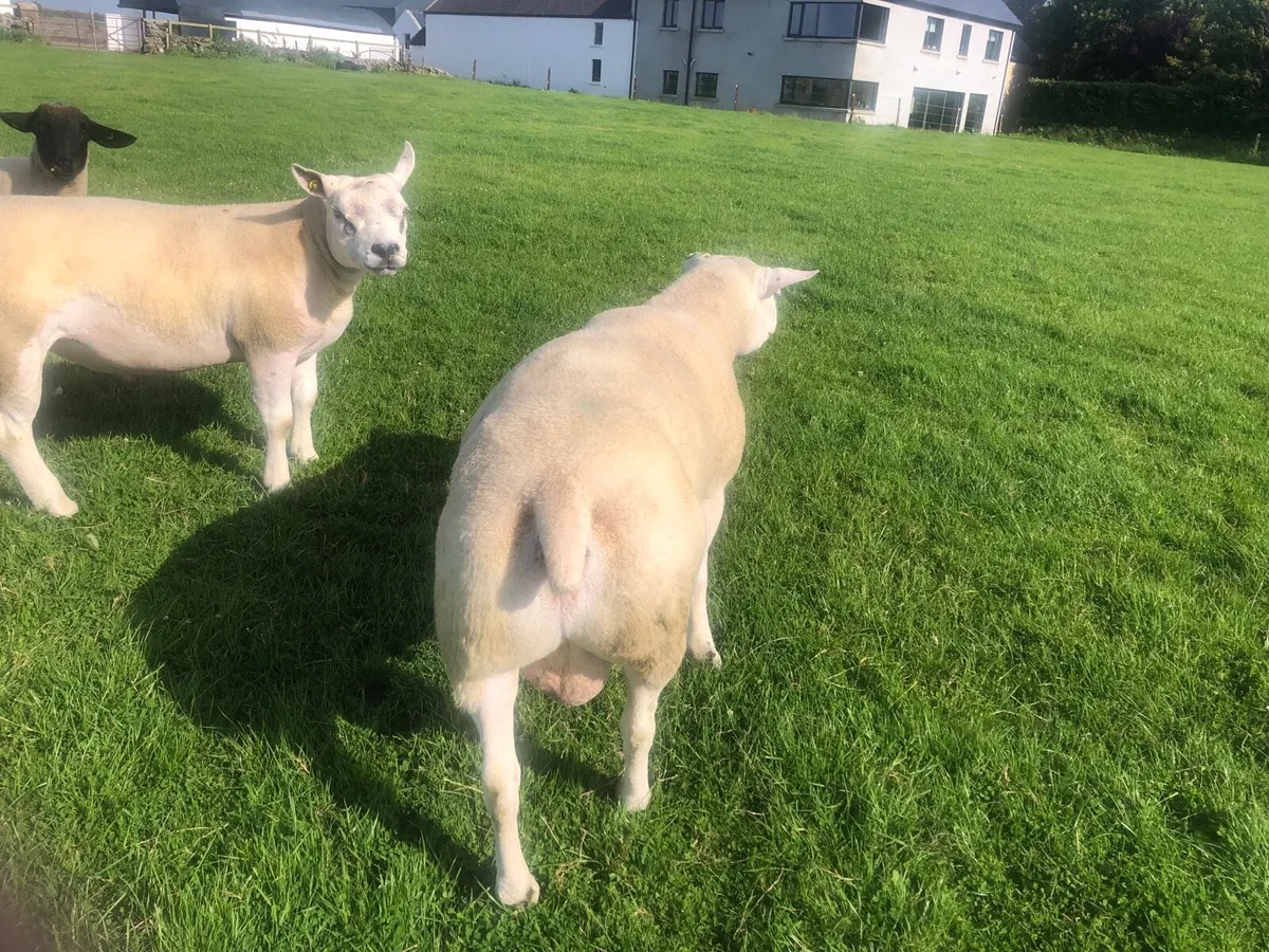 Texel hogget ram 3yo texel ram sis registered - Image 2