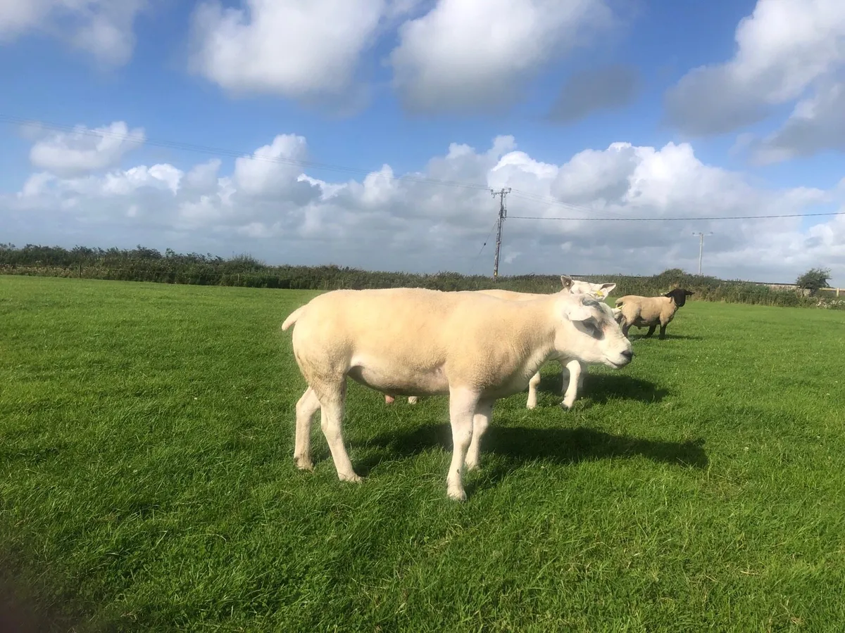 Texel hogget ram 3yo texel ram sis registered - Image 3