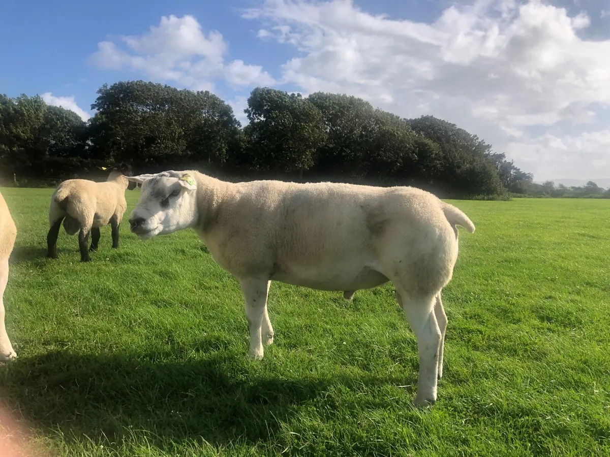 Texel hogget ram 3yo texel ram sis registered - Image 1