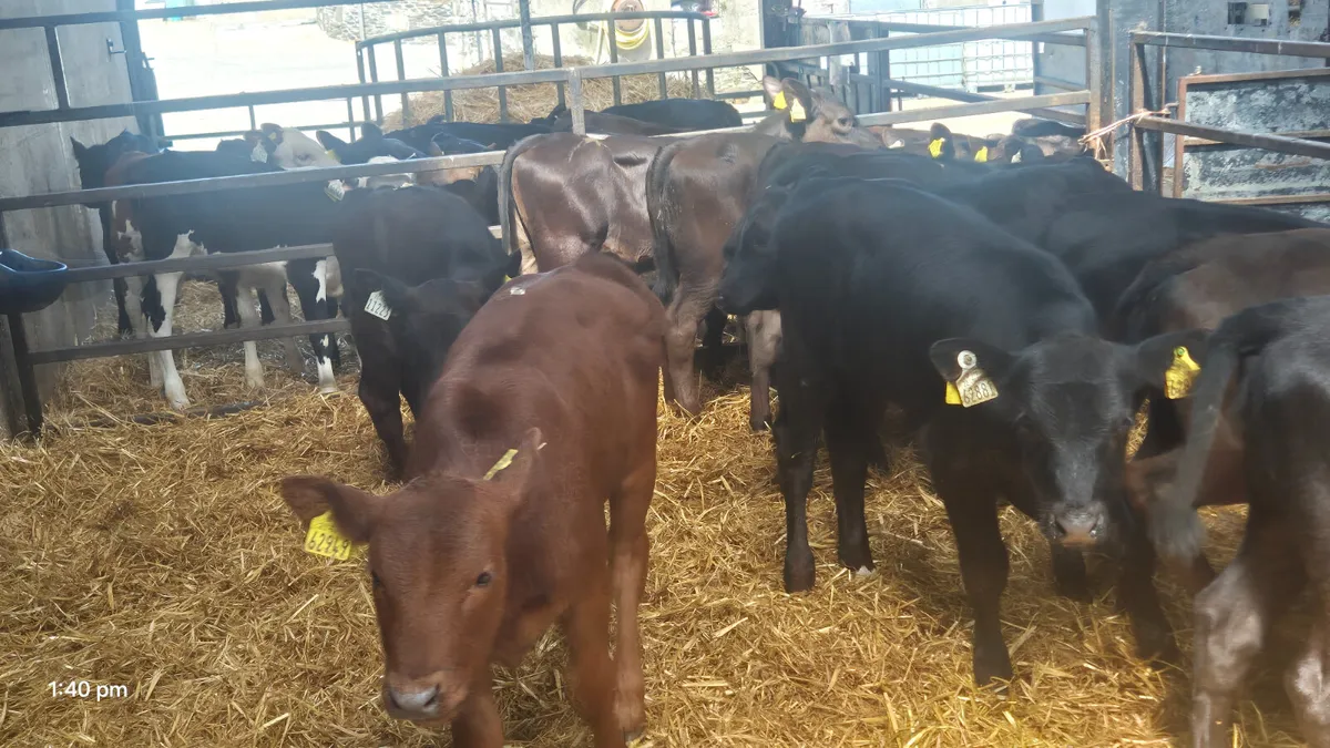 15 Smashing Heifer calves for sale - Image 1