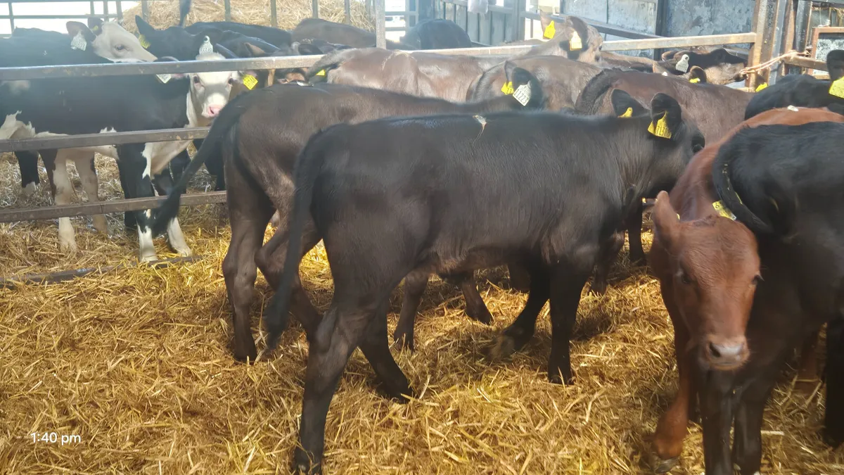 15 Smashing Heifer calves for sale - Image 3