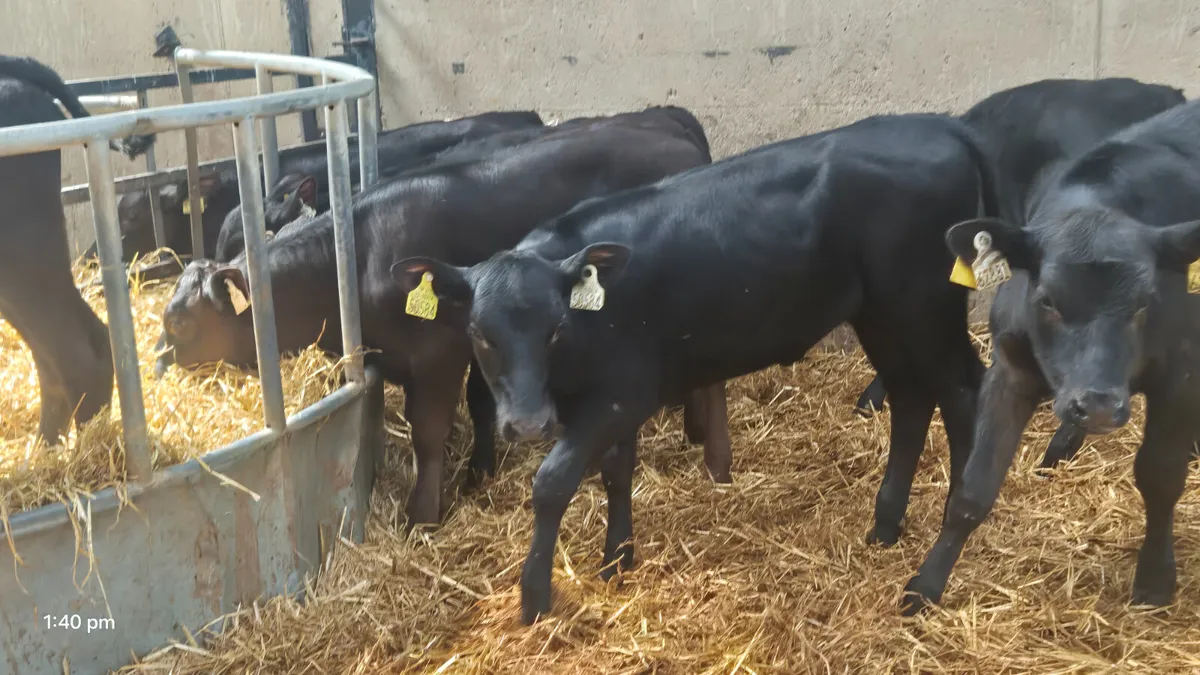 15 Smashing Heifer calves for sale - Image 4