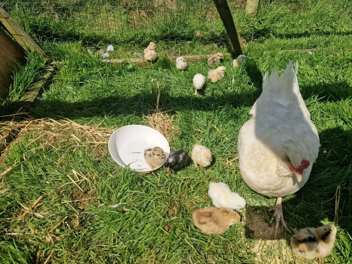 Chicks - Image 1