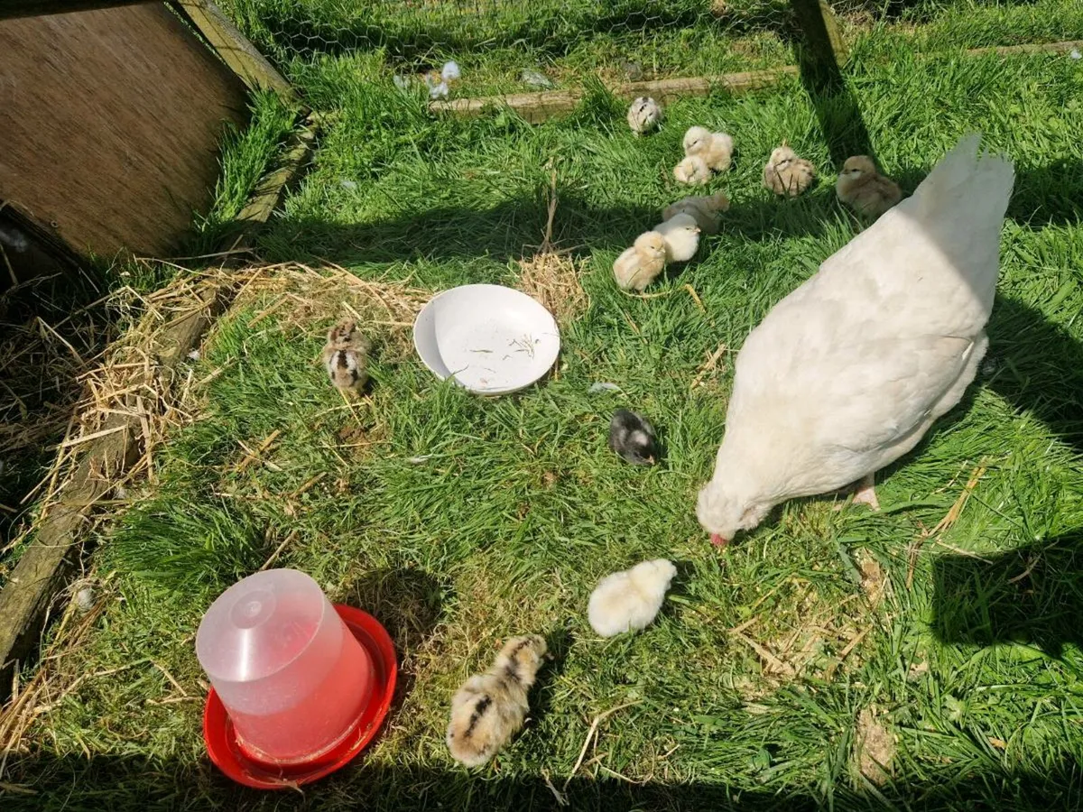 Chicks - Image 2