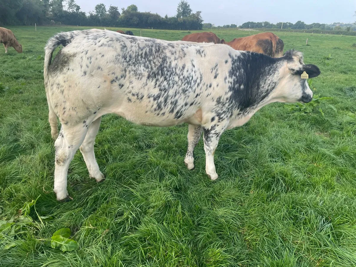 In-calf Heifer - Image 1