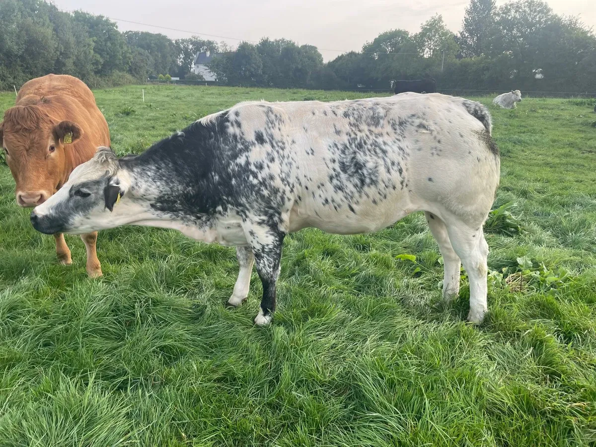 In-calf Heifer - Image 2