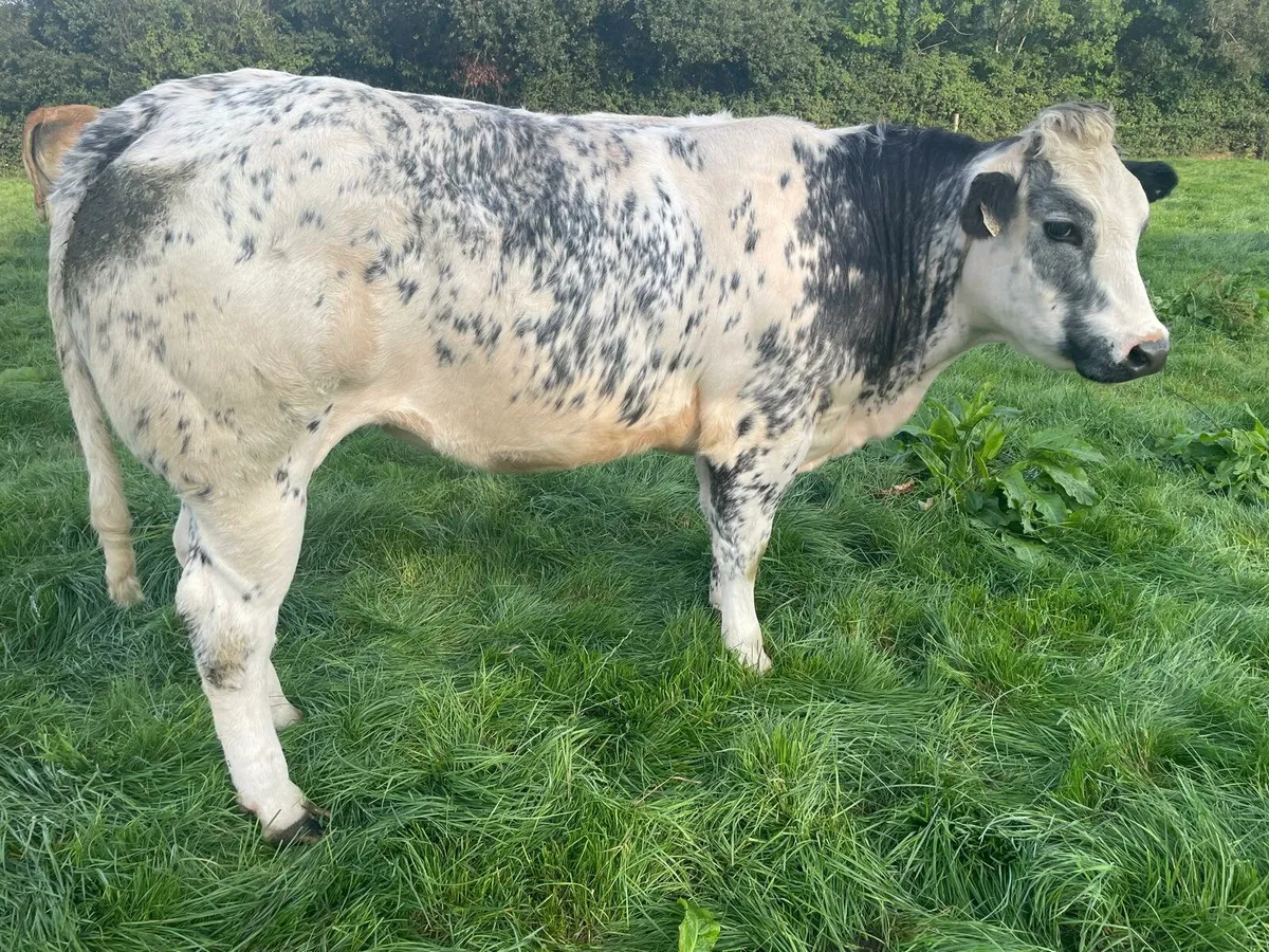 In-calf Heifer - Image 3