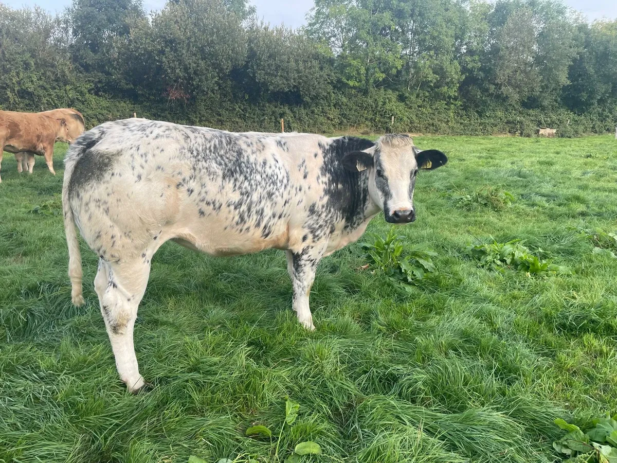 In-calf Heifer - Image 4
