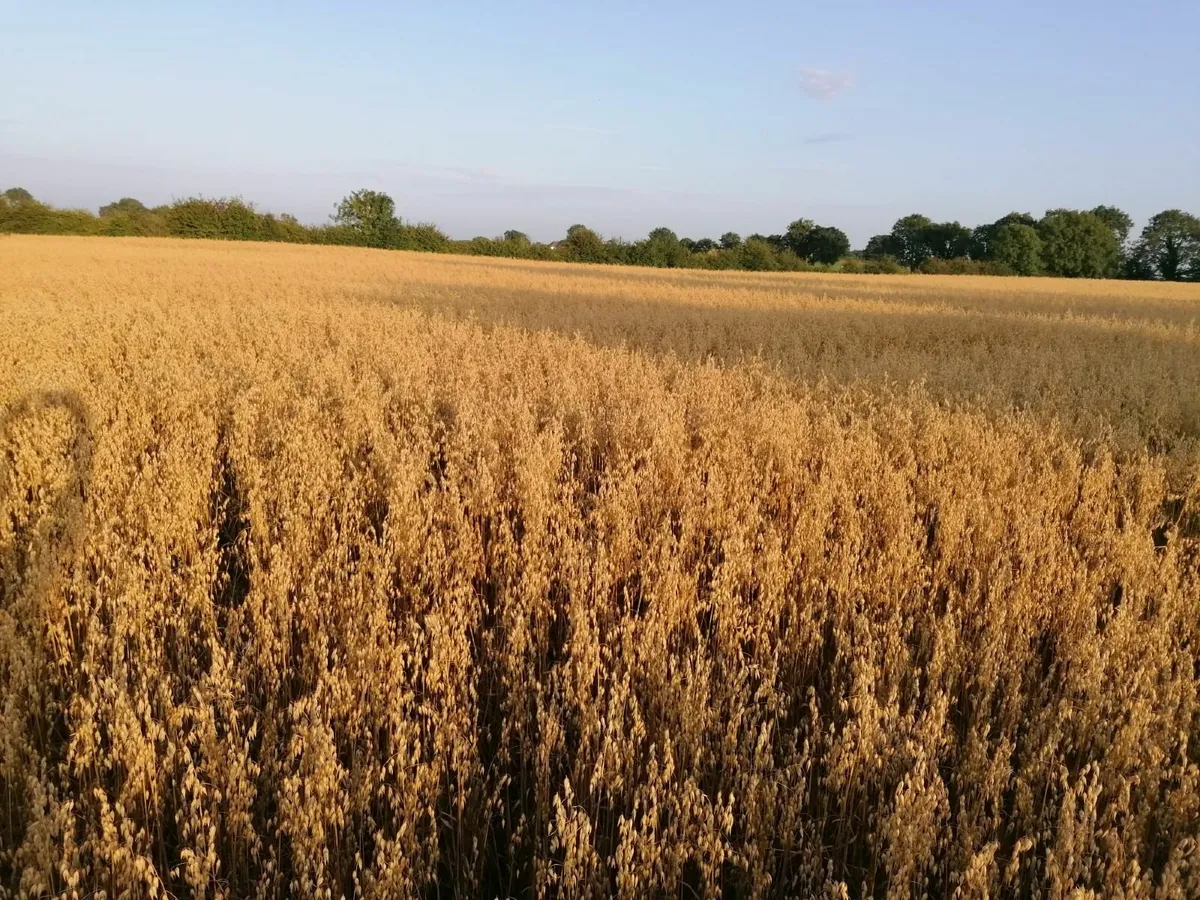 Organic Oats 2nd year in conversion