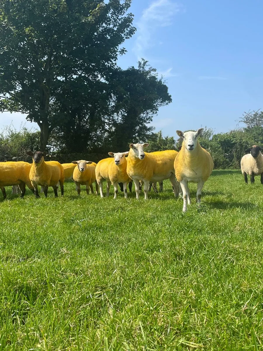 Crossbred hoggets - Image 1