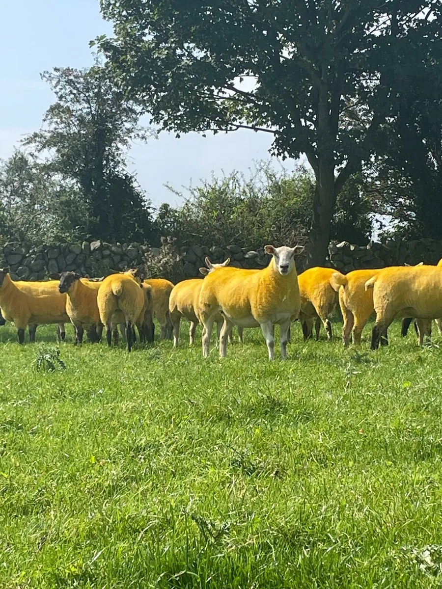 Crossbred hoggets - Image 2