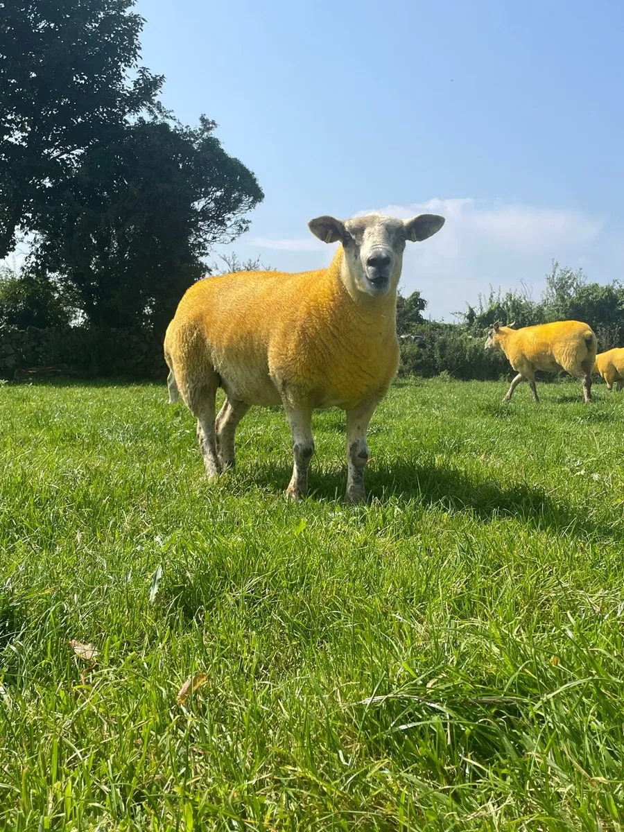 Crossbred hoggets - Image 3