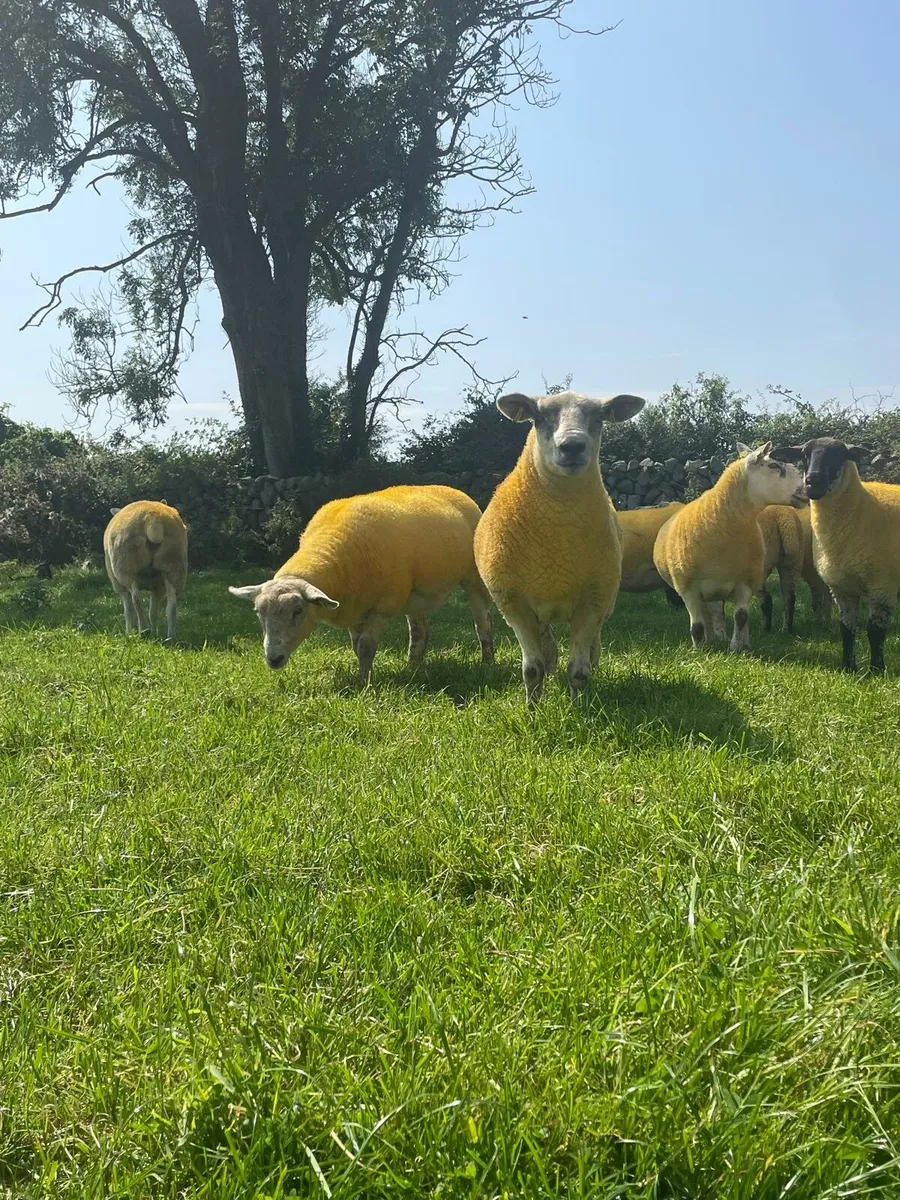 Crossbred hoggets - Image 4