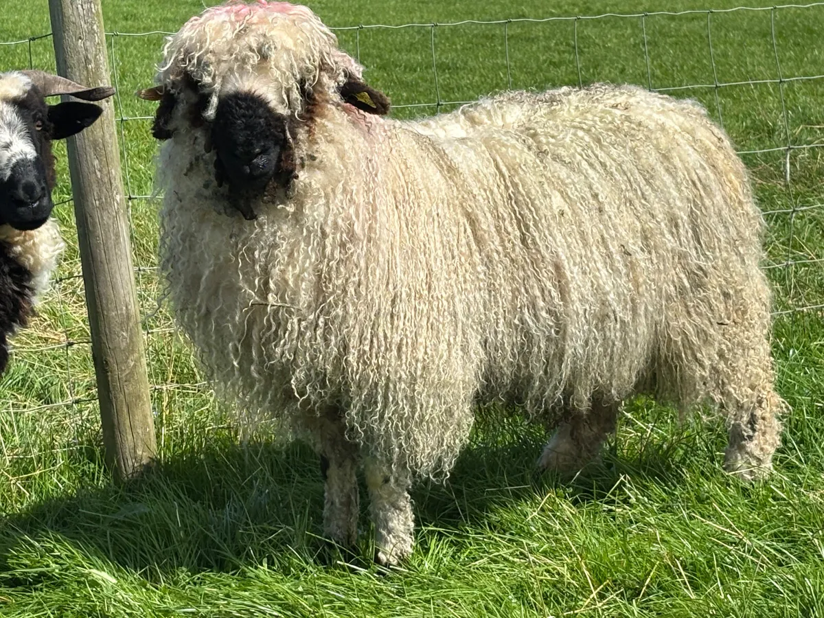 Valais Blacknose Ram Lamb - Image 3