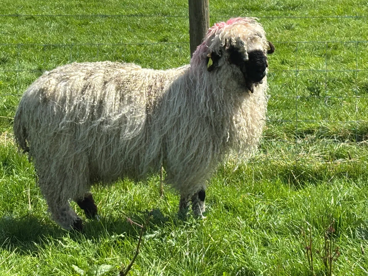 Valais Blacknose Ram Lamb - Image 4