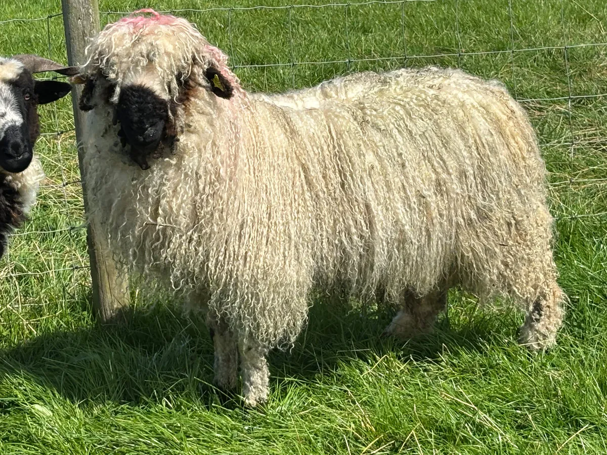 Valais Blacknose Ram Lamb - Image 1