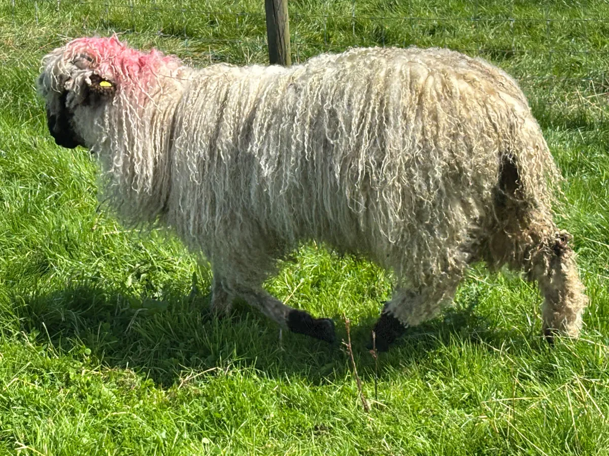 Valais Blacknose Ram Lamb - Image 2