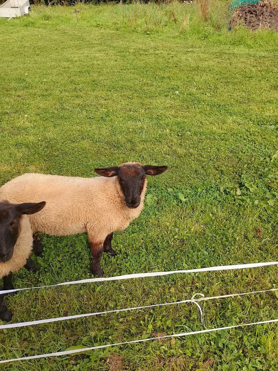 Texel lambs €130 - Image 2