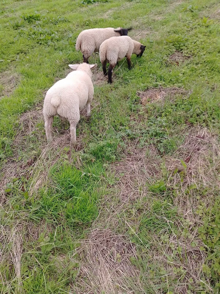 Texel lambs €130 - Image 3