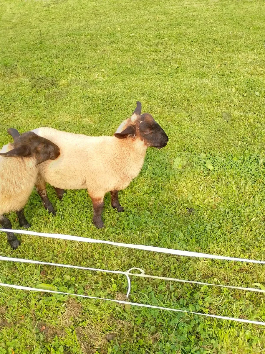 Texel lambs €130 - Image 4