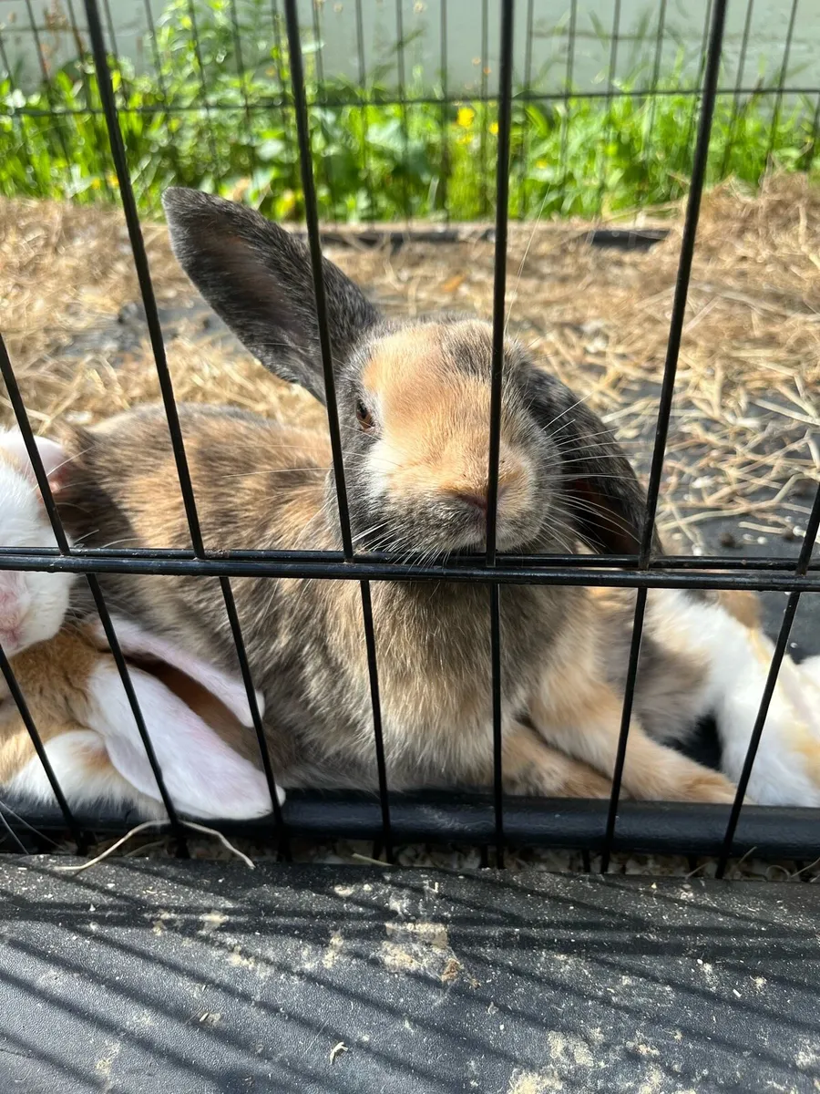Rabbits mini Holland lop and guinea pigs - Image 2