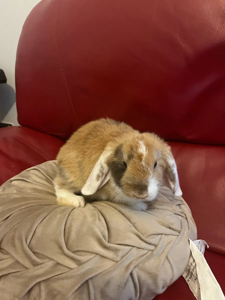 Rabbits mini Holland lop and guinea pigs - Image 3