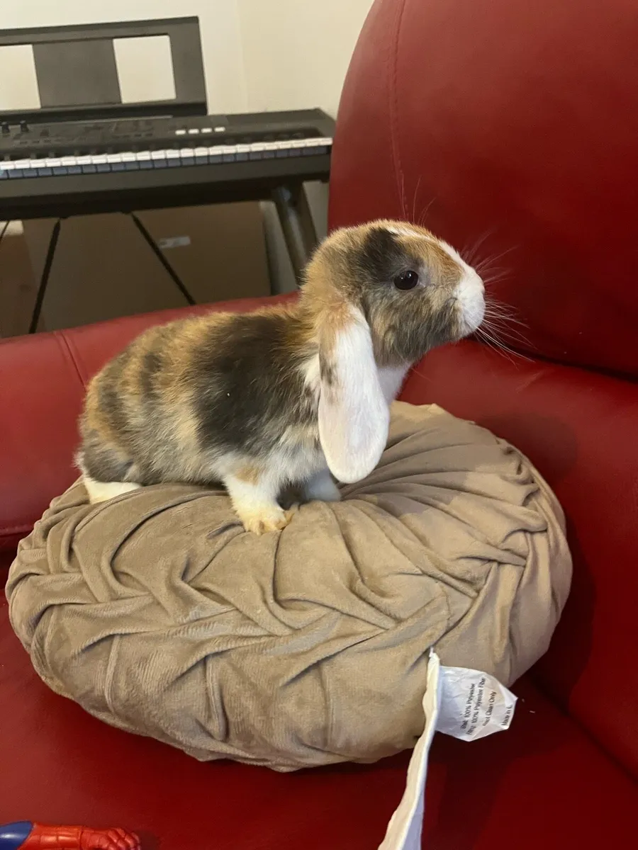 Rabbits mini Holland lop and guinea pigs - Image 4