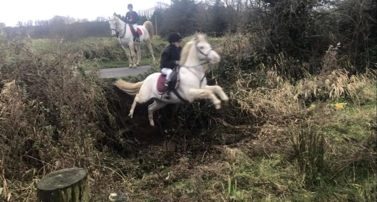 14.2 Pony - Image 2
