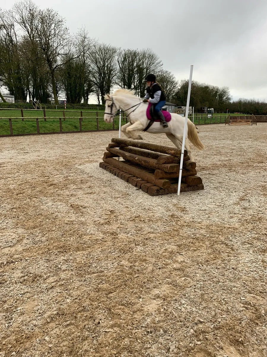 14.2 Pony - Image 4
