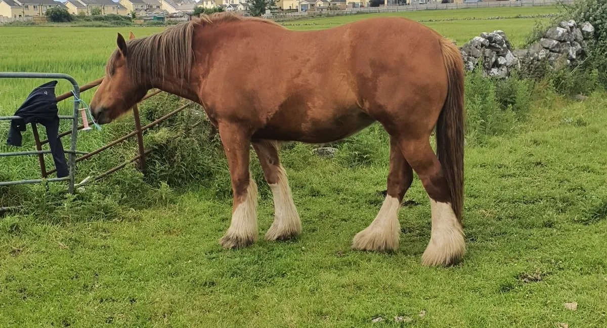 Cob Filly - Image 1