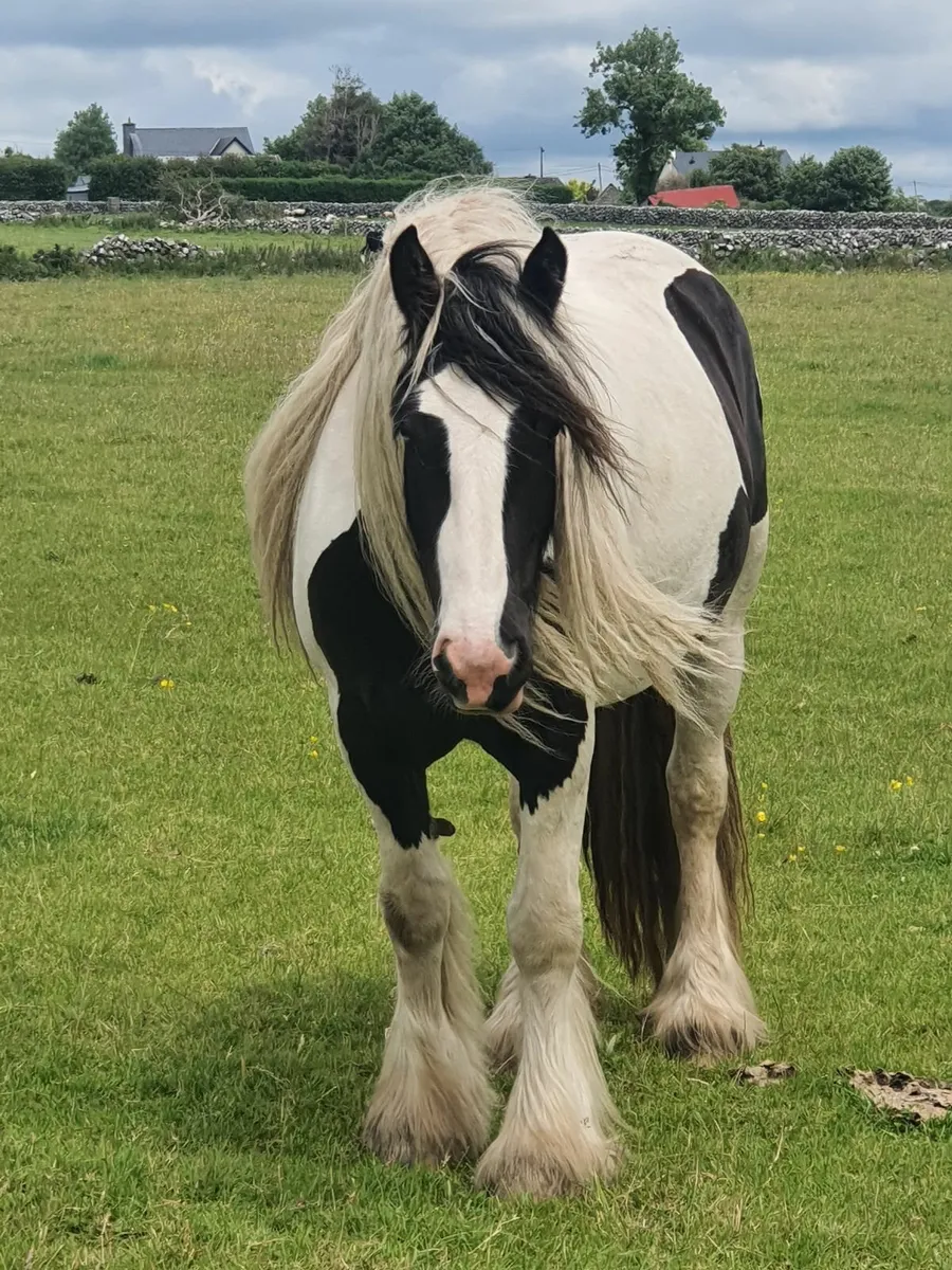 Cob Filly - Image 2