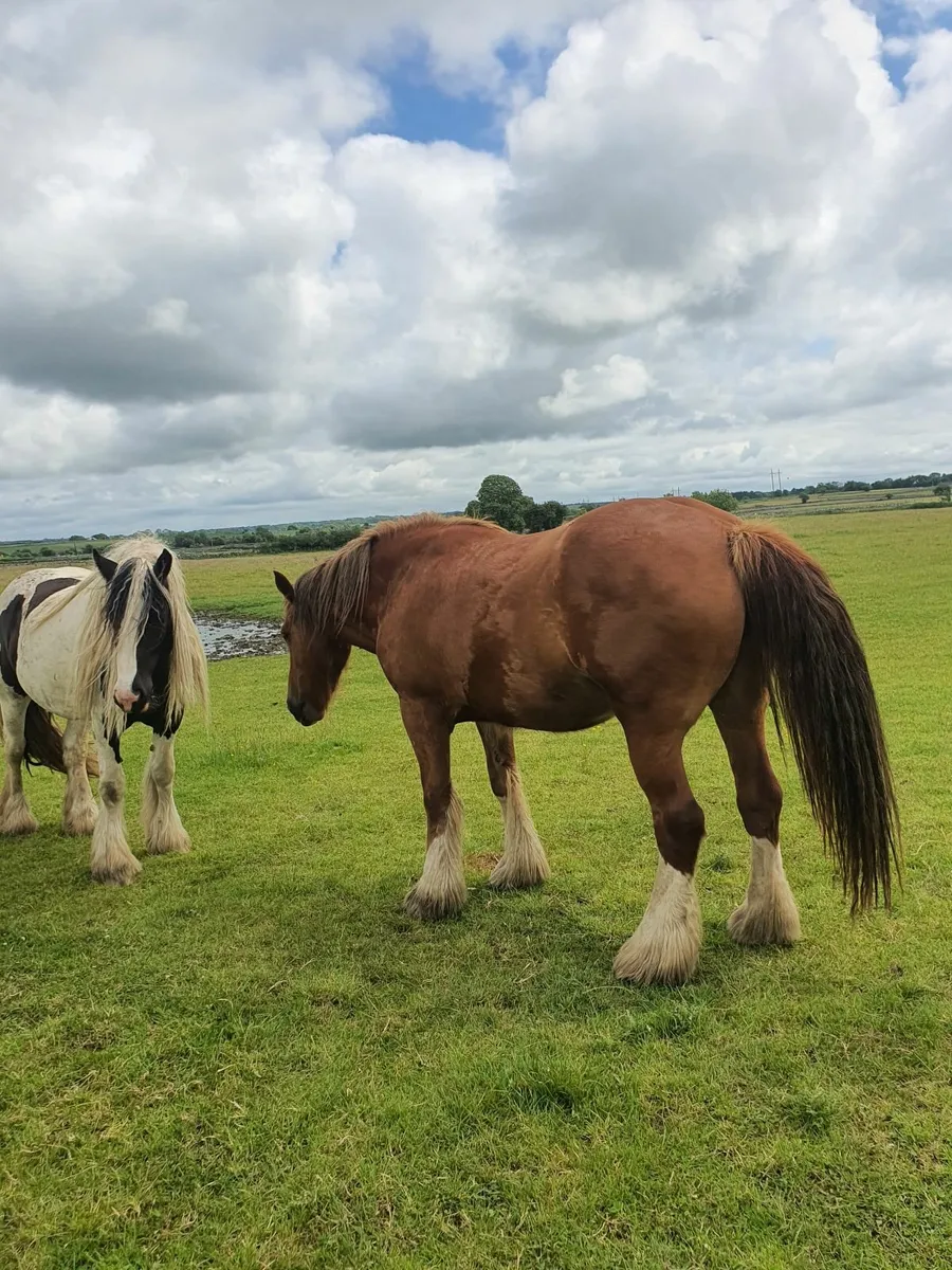 Cob Filly - Image 3