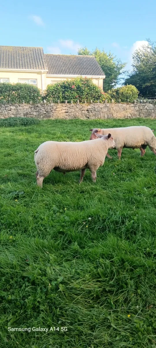 Hybrid Ram lamb - Image 2