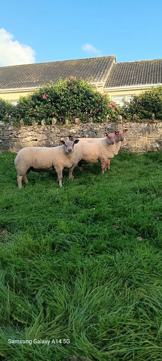 Hybrid Ram lamb - Image 1