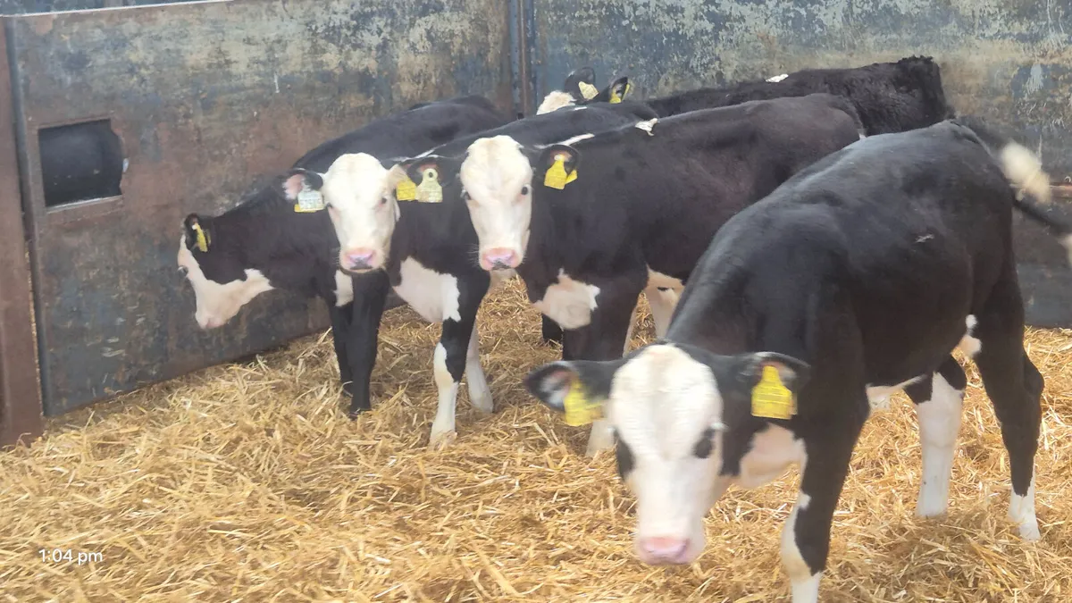 5 Quality Hereford heifers for sale - Image 4