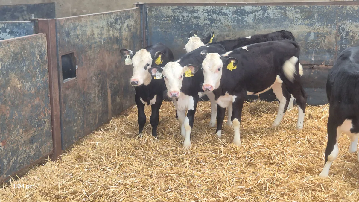 5 Quality Hereford heifers for sale - Image 3