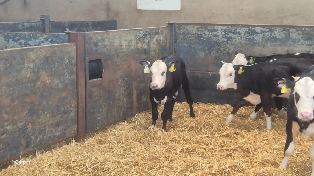5 Quality Hereford heifers for sale - Image 2