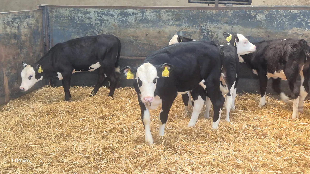 5 Quality Hereford heifers for sale - Image 1