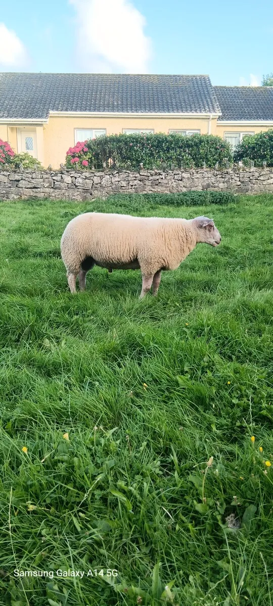 Hybrid Ram lamb - Image 4